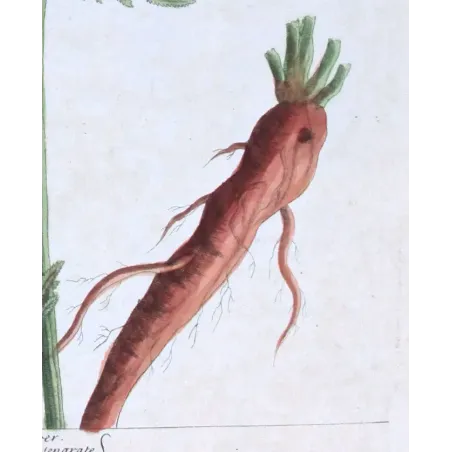 Antique Botanical Print – Elisabeth Blackwell – Great Centaury