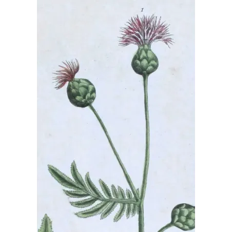 Antique Botanical Print – Elisabeth Blackwell – Great Centaury