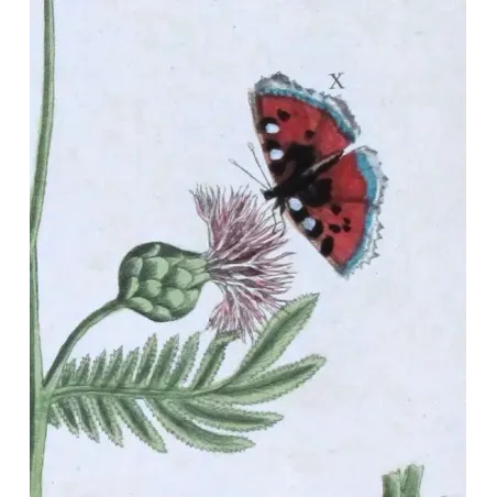 Antique Botanical Print – Elisabeth Blackwell – Great Centaury