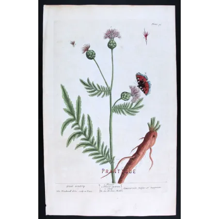 Antique Botanical Print – Elisabeth Blackwell – Great Centaury