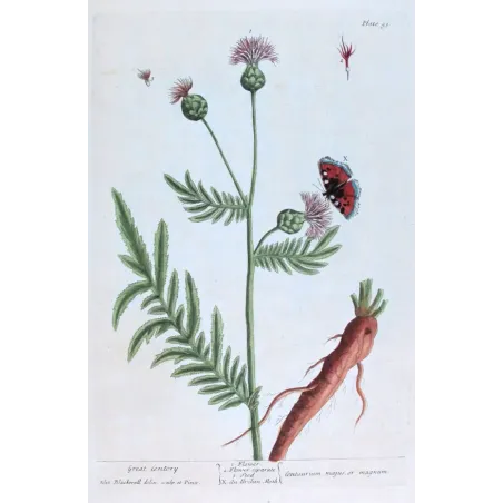 Antique Botanical Print – Elisabeth Blackwell – Great Centaury