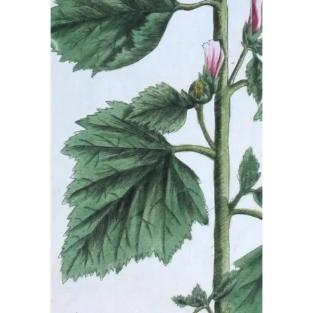 Antique Print by Elisabeth Blackwell – Marshmallow (Althaea officinalis)