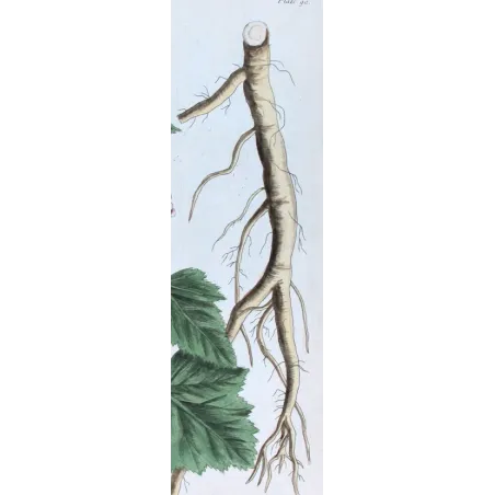 Antique Print by Elisabeth Blackwell – Marshmallow (Althaea officinalis)