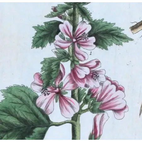 Antique Print by Elisabeth Blackwell – Marshmallow (Althaea officinalis)