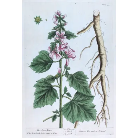 Antique Print by Elisabeth Blackwell – Marshmallow (Althaea officinalis)