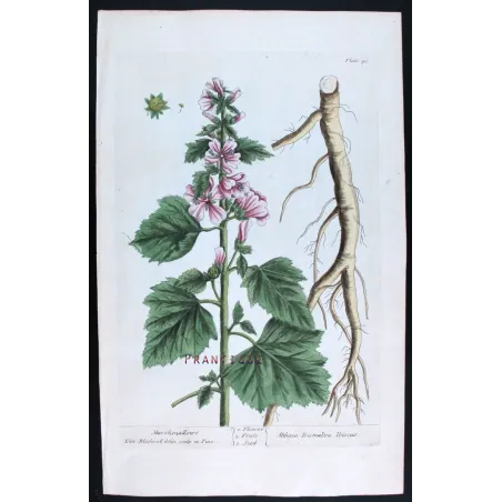 Antique Print by Elisabeth Blackwell – Marshmallow (Althaea officinalis)