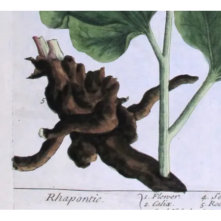Antique Botanical Print – Elisabeth Blackwell – Rhapontic