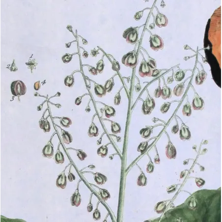 Antique Botanical Print – Elisabeth Blackwell – Rhapontic