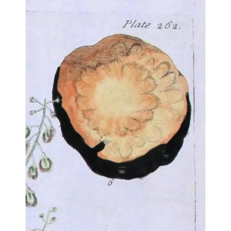Antique Botanical Print – Elisabeth Blackwell – Rhapontic