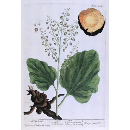 Antique Botanical Print – Elisabeth Blackwell – Rhapontic