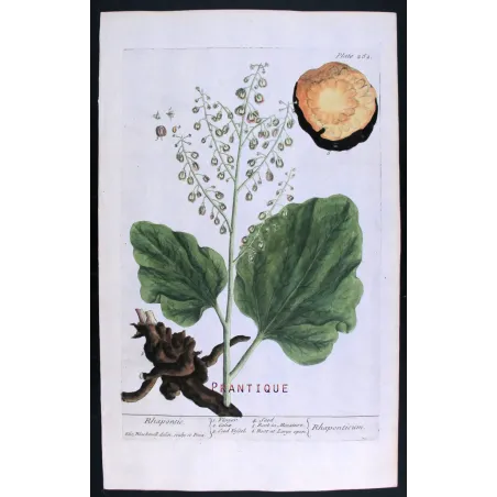 Antique Botanical Print – Elisabeth Blackwell – Rhapontic