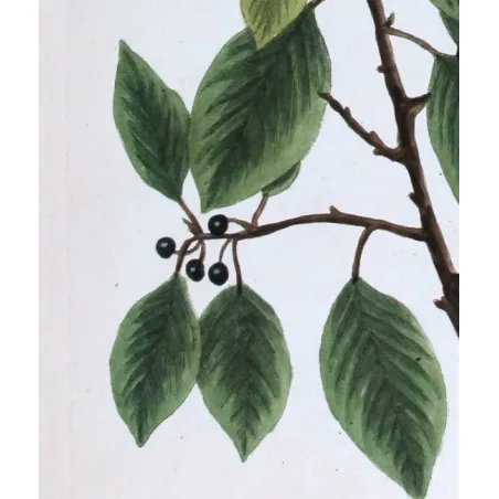Antique Botanical Print – Elisabeth Blackwell – Black Alder