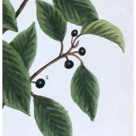 Antique Botanical Print – Elisabeth Blackwell – Black Alder