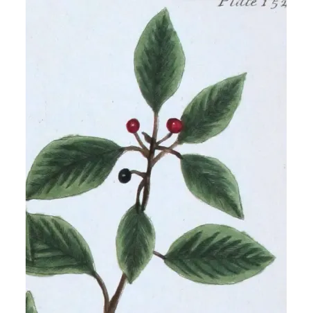 Antique Botanical Print – Elisabeth Blackwell – Black Alder