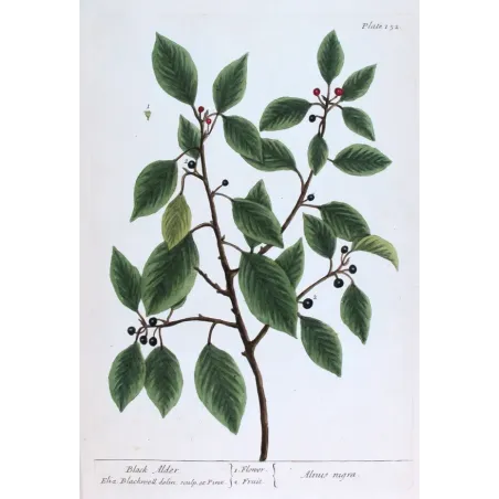 Antique Botanical Print – Elisabeth Blackwell – Black Alder