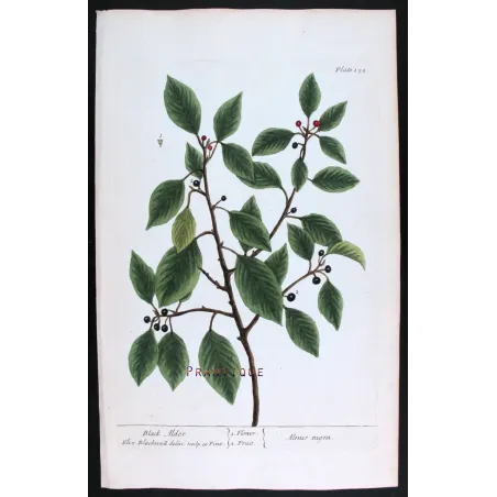 Antique Botanical Print – Elisabeth Blackwell – Black Alder