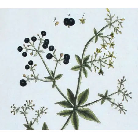 Antique Botanical Print – Elisabeth Blackwell – Madder