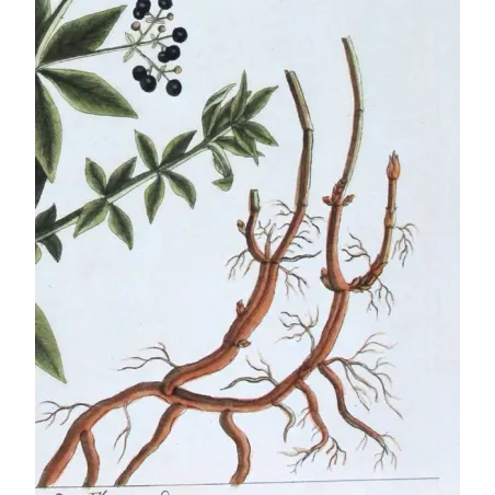 Antique Botanical Print – Elisabeth Blackwell – Madder