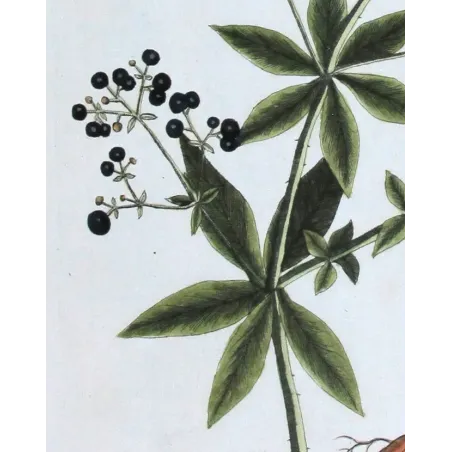 Antique Botanical Print – Elisabeth Blackwell – Madder