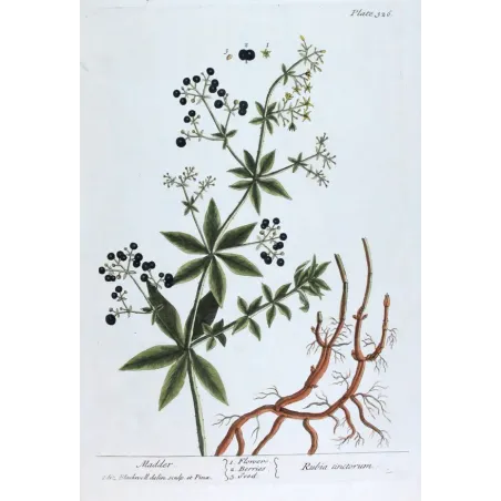 Antique Botanical Print – Elisabeth Blackwell – Madder