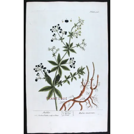 Antique Botanical Print – Elisabeth Blackwell – Madder