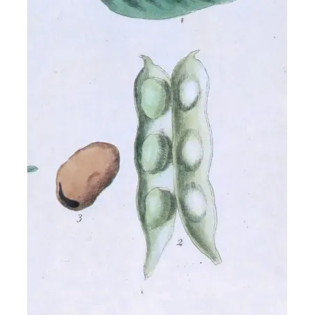 Antique Botanical Print – Elisabeth Blackwell – The Bean