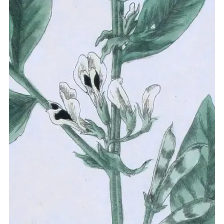 Antique Botanical Print – Elisabeth Blackwell – The Bean