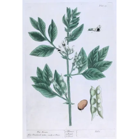 Antique Botanical Print – Elisabeth Blackwell – The Bean