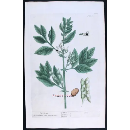 Antique Botanical Print – Elisabeth Blackwell – The Bean
