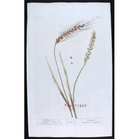 Antique Botanical Print – Elisabeth Blackwell – Wheat