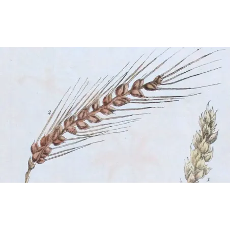 Antique Botanical Print – Elisabeth Blackwell – Wheat