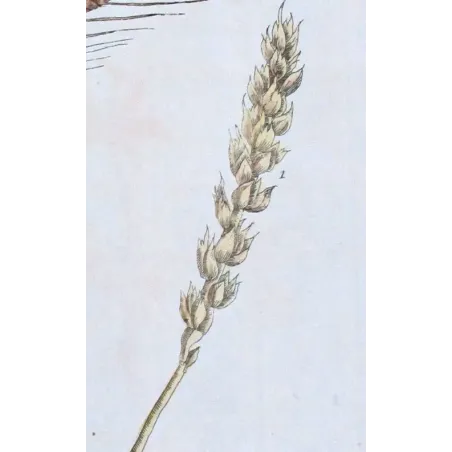 Antique Botanical Print – Elisabeth Blackwell – Wheat