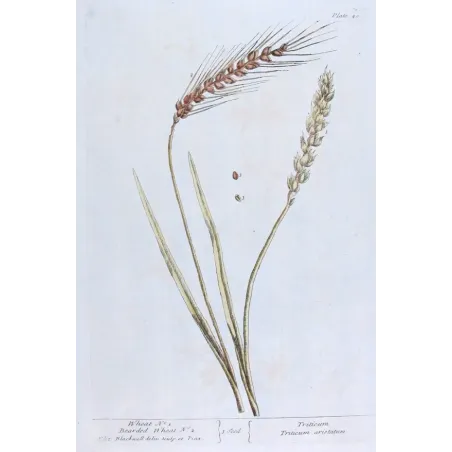 Antique Botanical Print – Elisabeth Blackwell – Wheat
