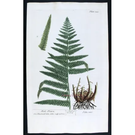 Antique Botanical Print – Elisabeth Blackwell – Male Fern