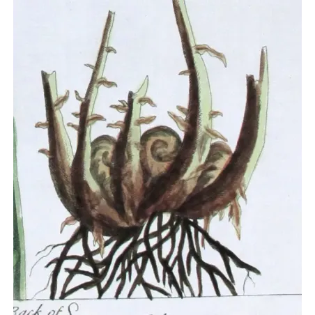 Antique Botanical Print – Elisabeth Blackwell – Male Fern