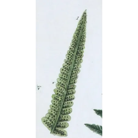 Antique Botanical Print – Elisabeth Blackwell – Male Fern