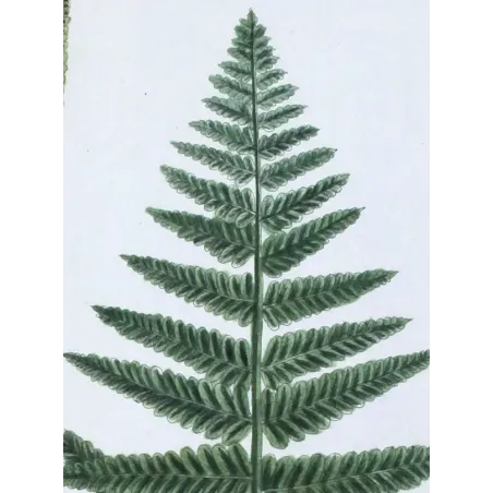 Antique Botanical Print – Elisabeth Blackwell – Male Fern
