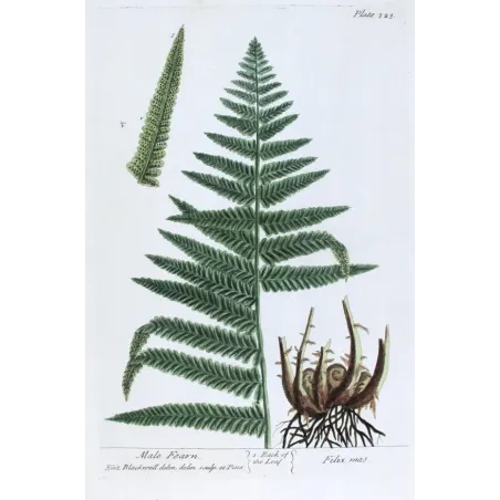 Antique Botanical Print – Elisabeth Blackwell – Male Fern