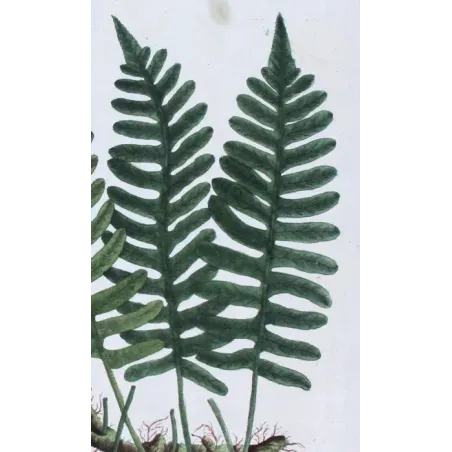 Antique Botanical Print – Elisabeth Blackwell – Polypody of the Oak