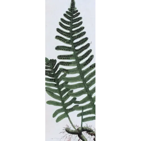 Antique Botanical Print – Elisabeth Blackwell – Polypody of the Oak