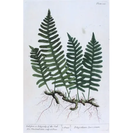 Antique Botanical Print – Elisabeth Blackwell – Polypody of the Oak