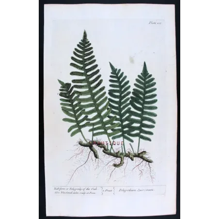 Antique Botanical Print – Elisabeth Blackwell – Polypody of the Oak