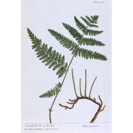 Antique Botanical Print – Elisabeth Blackwell – Female Fern