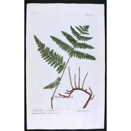Antique Botanical Print – Elisabeth Blackwell – Female Fern