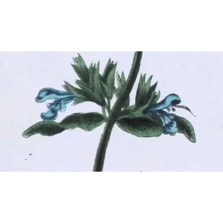 Antique Botanical Print – Elisabeth Blackwell – Sage
