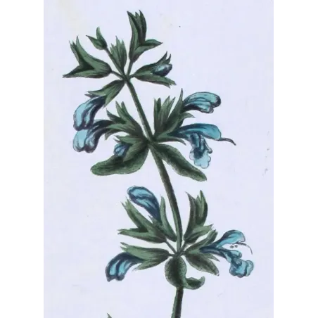 Antique Botanical Print – Elisabeth Blackwell – Sage