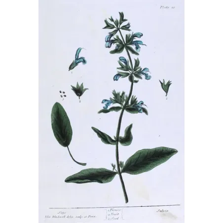 Antique Botanical Print – Elisabeth Blackwell – Sage