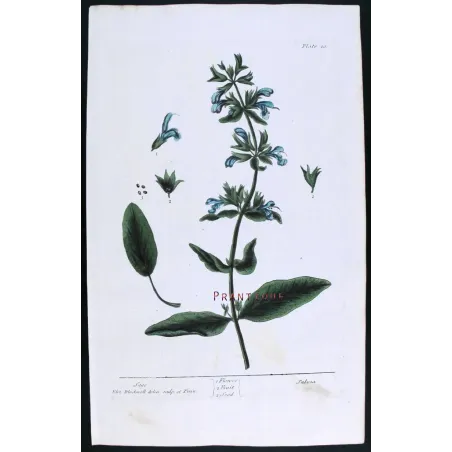Antique Botanical Print – Elisabeth Blackwell – Sage