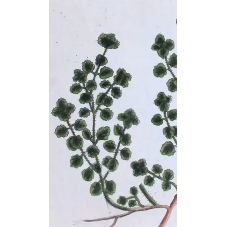 Antique Botanical Print – Elisabeth Blackwell – Common Calamint