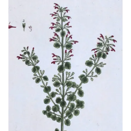 Antique Botanical Print – Elisabeth Blackwell – Common Calamint